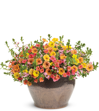 beachside drive recipe